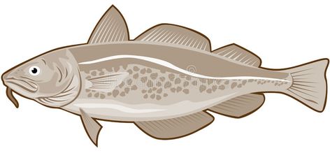 Atlantic Cod. Vector art of a fish isolated on white , #affiliate, #Vector, #Cod, #Atlantic, #art, #white #ad Atlantic Cod, 5 Spice, Vector Graphics Illustrations, Fish Vector, Cod Fish, White Illustration, Life Pictures, Pyrography, Great Recipes