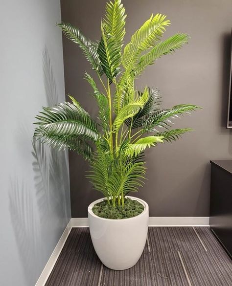 Artiplanto on Instagram: “Our ARLO ARTIFICIAL HAWAII KWAI PALM TREE POTTED PLANT! Add some brightness to your office decor!⁠ www.artiplanto.com ⁠ .⁠ .⁠ .⁠ .⁠ .⁠ .⁠…” Office Flower Decor, Artificial Flowers Decoration Home Decor, Big Leaf Indoor Plant, Big House Plants, Tiny Villa, Inside Plants Decor, Plants Living Room, Artificial Flowers Decor, Artificial Plants Decor