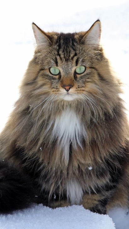 Norwegian Forest Cat Lifespan - The Average Norwegian Forest Cat Breed Lifespan Tabby Norwegian Forest Cat, Siberian Forest Cat, Siberian Forest, Purebred Cats, Sweet Sayings, Cat Lounge, Shorthair Cat, British Shorthair Cats, Norwegian Forest