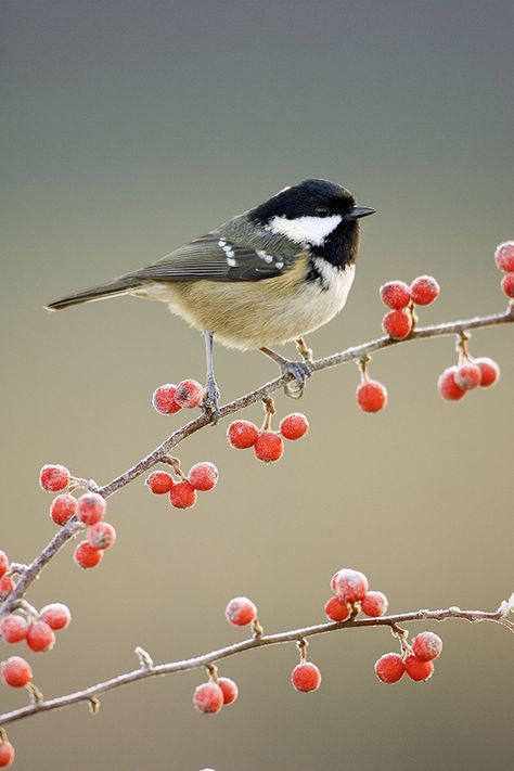 Na een storm ging ik gaan wandelen in de bergen. Ik had tijdens de storm een grote knal gehoord, die kwam blijkbaar van een grote boom die was omgevallen. Naast de omgevallen boom lag een klein vogeltje in de sneeuw die waarschijnlijk uit zijn nest was gevallen. ik raapte het vogeltje voorzichtig op en voelde mij ontroerd. Het vogeltje was de eerste levensvorm die ik tegenkwam in 2 weken tijd. Burung Kakatua, Feeding Birds In Winter, Felted Birds, Feeding Birds, Flying Flowers, Winter Bird, Backyard Birds, Bird Pictures, Pretty Birds