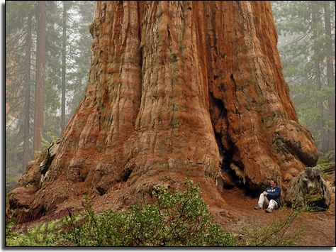 Giant redwoods in Kings Canyon & Sequoia National Parks Redwood Forest California, Sequoia Tree, Giant Tree, Redwood Tree, Redwood Forest, Sequoia National Park, Red Wood, Unique Trees, Big Tree