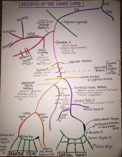 Arteries of lower limb Upper Limb Anatomy, Limb Anatomy, Arteries Anatomy, Unclog Arteries, Vascular Ultrasound, Pt School, Physical Therapy School, Human Muscle Anatomy, Unhealthy Lifestyle