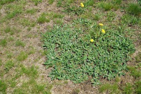 How Can I Control Weeds and Disease in My Centipede Grass Lawn in South Carolina? - Sodbusters Centipede Grass, Lawn Renovation, Grass Species, Farm Fields, Carolina House, Types Of Grass, Beautiful Places To Live, Lawn And Landscape, Small White Flowers