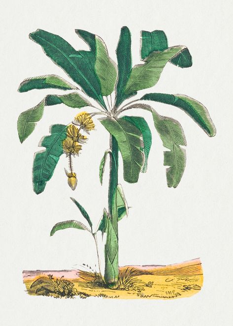 Banana Tree Illustration, Tree Psd, Tree Story, Boho Art Drawings, Tree Vector, Banana Plants, Garden Drawing, Botanical Illustration Vintage, Tree Stickers