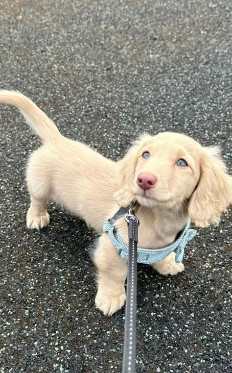 long haired cream miniature dachshund puppy Cute Small Dogs, Dogs Images, Cute Dogs Images, Very Cute Puppies, Dream Pet, Cute Doggies, Long Haired Dachshund, Cute Animals Puppies, Very Cute Dogs