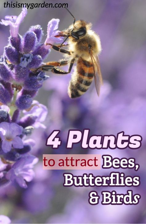 Pollinators Garden, Garden Pollinators, Plants To Attract Bees, Plants To Attract Hummingbirds, Bee Farming, Gorgeous Plants, Butterfly Feeders, Attracting Butterflies, Butterfly Garden Plants