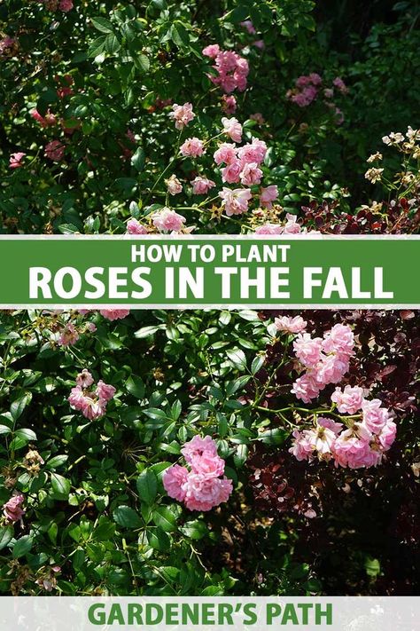 A vertical image of a rose shrub with pink flowers growing in the garden pictured in light sunshine. To the center and bottom of the frame is green and white printed text. What To Plant With Roses, How To Plant Roses, When To Plant Roses, Fall Garden Care, Rose Garden Ideas, Wisconsin Garden, Plant Knowledge, Rose Garden Landscape, Rose Plant Care