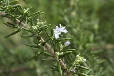 Rosemary Plant Varieties – Different Types Of Rosemary To Grow In The Garden Rosemary Plants, Chives Plant, Cilantro Plant, Growing Cilantro, Growing Raspberries, Plant Types, Types Of Christmas Trees, Outdoor Herb Garden, Herbs Plants