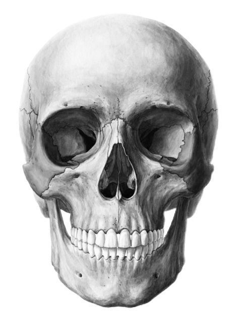 Cross Hatching Skull, Skull Shading, Skull Open Mouth, Realism Skull, Airbrush Artwork, Skull Rock, Rock Tattoo, Real Skull, Head Tattoo