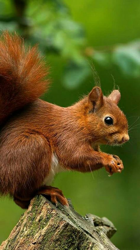 Squirrel Pictures, British Wildlife, Cute Squirrel, Red Squirrel, Alam Yang Indah, Rodents, Animal Photo, Nature Animals, Woodland Animals