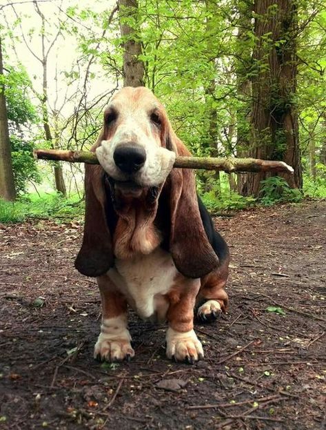 17 Basset Hound Wisdoms You Have to Know | Page 2 of 5 | The Paws Basset Hound Dogs, Basset Dog, Basset Puppies, Hound Dogs, Basset Hound Puppy, Hound Puppies, Basset Hound Dog, Bassett Hound, Basset Hounds