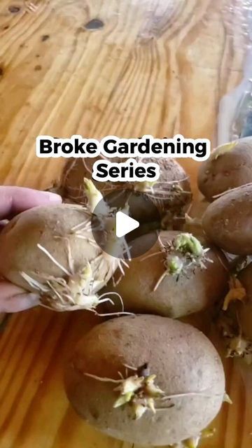 Karee upendo on Instagram: "Potatoes are the easiest veggie to grow!   #veggiegarden #containergarden #howtogarden  #Growingpotatoes #potatoes" Best Way To Grow Potatoes, Growing Potatoes From Potatoes, How To Grow Potatoes, Potato Gardening, Grow Potatoes, Easy Veggie, Growing Potatoes, Yard Design, Food Garden