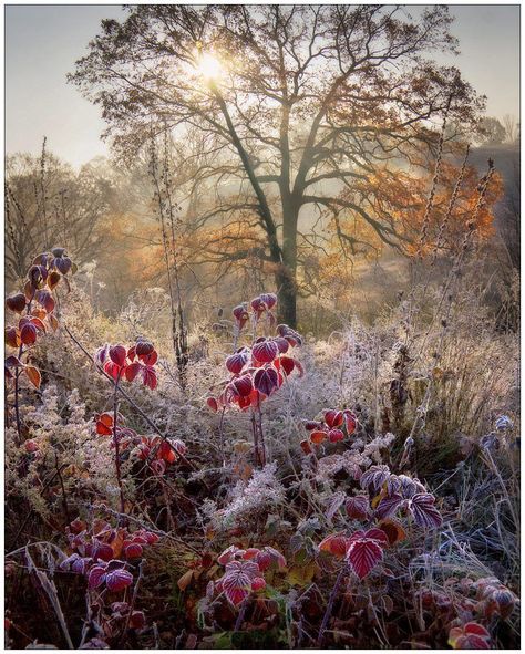 Alexander Kitsenko Autumn Tale, Winter Szenen, Have Inspiration, Winter Scenery, Autumn Beauty, Winter Scene, Winter Landscape, Inspirational Pictures, Winter Garden