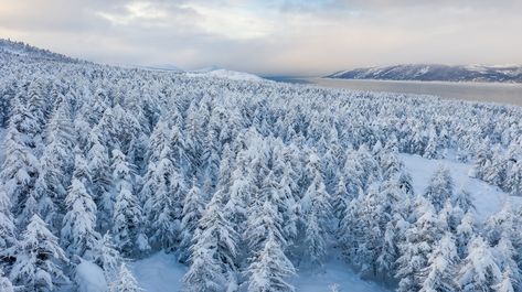 The Russian Family That Spent Four Decades Alone In The Siberian Wilderness Siberian Forest, Larch Tree, Woolly Mammoth, Siberian Wellness, Wooly Mammoth, Landscape Beautiful, Lots Of Cats, Snowy Forest, Winter Nature