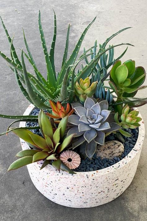 Indulge in the beauty of nature by exploring the art of plant arrangements. If you’re seeking a harmonious blend of beauty and… Aloe Succulent, Dracaena Trifasciata, Succulent Bowl, Big Pots, Botanical Aesthetic, Succulent Species, Succulent Bowls, Plant Arrangements, Succulent Garden Design