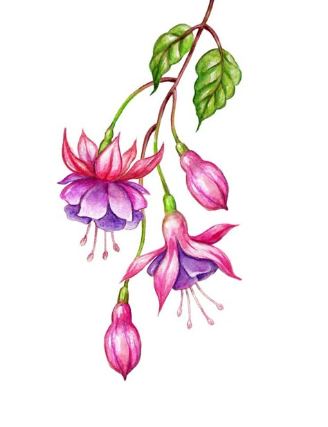 Flower Drawing Tutorials, Fuchsia Flowers, Wild Garden, Flowers Drawing, Illustration Botanique, Watercolor Flower Art, Watercolor Flowers Paintings, Botanical Painting, Botanical Drawings