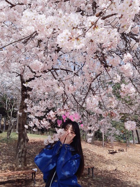 Cherry Blossom Pictures, Dayeon Kep1er, Douyin Fashion, Kim Dayeon, Cherry Blossom Girl, Girls Planet 999, Girlfriend Material, Pre Debut, Fake Pictures