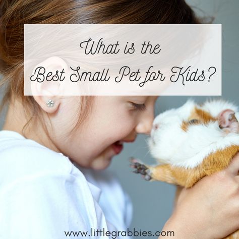 What’s the Best Small Pet for Kids? Small Pets For Kids, Best Pets For Kids, Best Small Pets, Pets For Kids, Easy Pets, Pet Mice, Pet Rats, Small Pet, Unique Animals