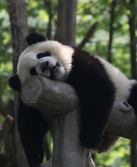 Panda Profile Pictures, Panda Asthetic Picture, Panda Pic, Panda Pfp, Aesthetic Panda, Panda Aesthetic, Panda Dunks Outfit, Funny Panda Pictures, Aesthetic Wildlife