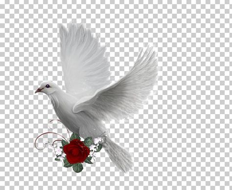 Pigeon Png, Peace Pigeon, Pigeon Bird, Peace Dove, About Animals, Free Sign, Color Help, Background Png, Animal Wallpaper