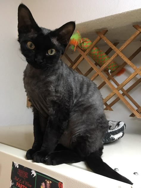 We put a bed on top of the fridge so he can be right under the heating vent Black Devon Rex Cats, Donskoy Cat, Devon Rex Cats, Sphinx Cat, Rex Cat, Cat Reference, Small Font, Devon Rex, Hairless Cat