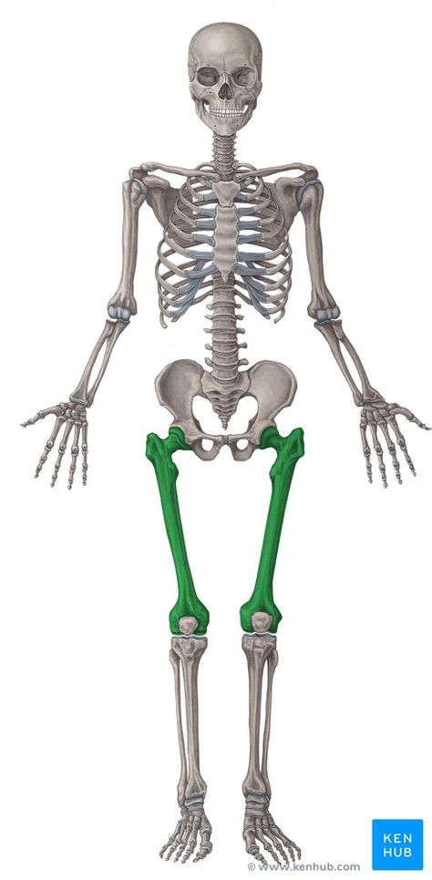 This article covers the anatomy of the femur, its bony elements, and the muscle attachments. Learn the femur bone now at Kenhub. Leg Anatomy, Femur Bone, Anatomy Bones, Leg Bones, Jpeg Images, Anatomy Reference, Human Anatomy, Skull Design, Physical Therapy