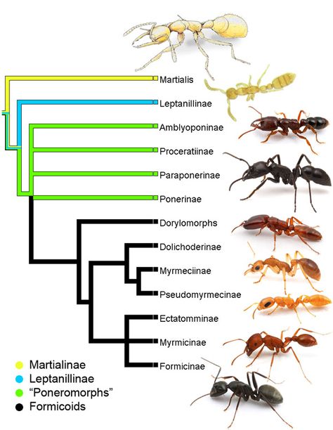 See Next Pin----------------------> I think this was originally saved for Reference - So these aren't the new species Insect Anatomy, Bottles Decoration Wedding, Types Of Ants, Ant Species, Ant Insect, Ant Killer, Bee Illustration, Animal Groups, Arthropods