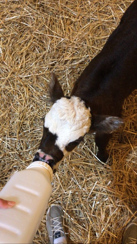 Feeding Animals, Cute Calf, Country Girl Life, Baby Farm Animals, Fluffy Cows, Farm Lifestyle, Vet Med, Baby Animals Pictures