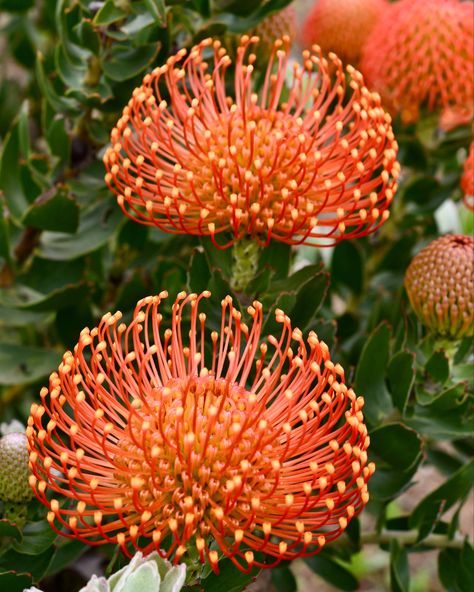 Library Installation, Succulents Nursery, Leucospermum Garden, Yellow Pincushion Protea, Leucospermum Cordifolium, Freeform Embroidery, Floral Reference, Chasmanthium Latifolium, Pincushion Protea