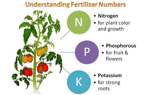 Soil can hold some of these nutrients in place so that they are available to the plants when the plants are ready to use them. So often times farmers will apply manure (high in organic matter and nitrogen) or anhydrous (high in nitrogen). Because the soil can hold these nutrients, farmers can take advantage of slower seasons like the fall (after harvest) or spring (before planting) to apply fertilizer. But soil can’t hold an infinite amount of these nutrients. If there is too much nitrogen it ca Natural Plant Fertilizer, Npk Fertilizer, Plant Care Houseplant, Plant Nutrients, Garden Planner, Fruit Flowers, Plant Information, Fertilizer For Plants, Master Gardener