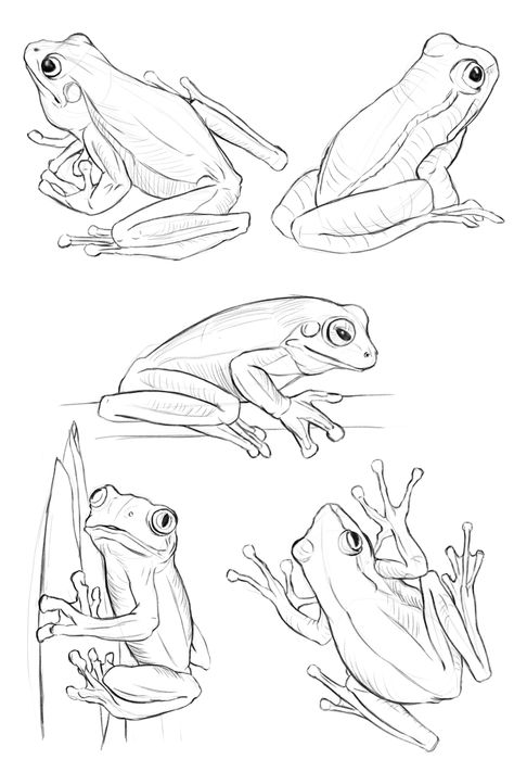 Frog sketches. Basic Animal Drawings, Drawing References Animals, Newt Drawing Animal, Intermediate Drawing Ideas, Frog Drawing Tattoo, How To Draw Frogs, Frog Drawing Realistic, Jungle Animal Drawings, Frog Drawing Reference