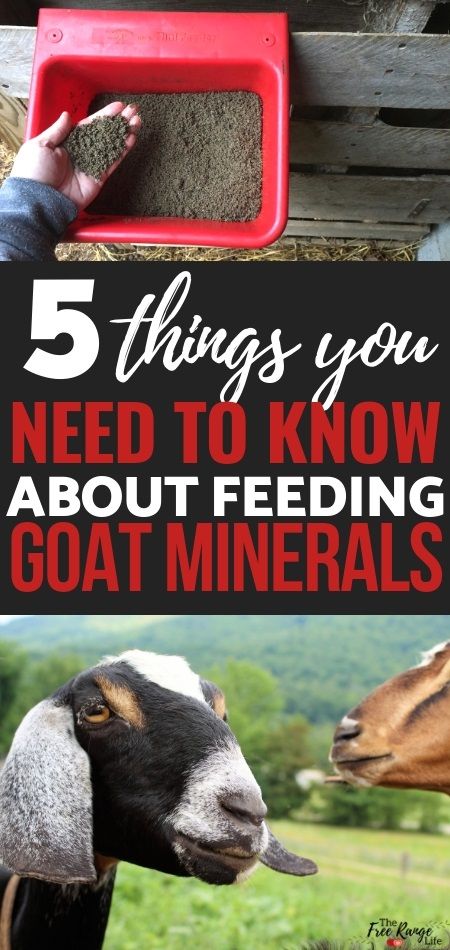 Raising Goats: Goat nutrition is an important part of keeping your goat healthy. Learn why goat minerals are the most important part of your goat's nutritional health. Goat Minerals, Goat Nutrition, Goat Feeder, Goat Health, Pygmy Goats, Feeding Goats, Goat Care, Raising Goats, Pygmy Goat