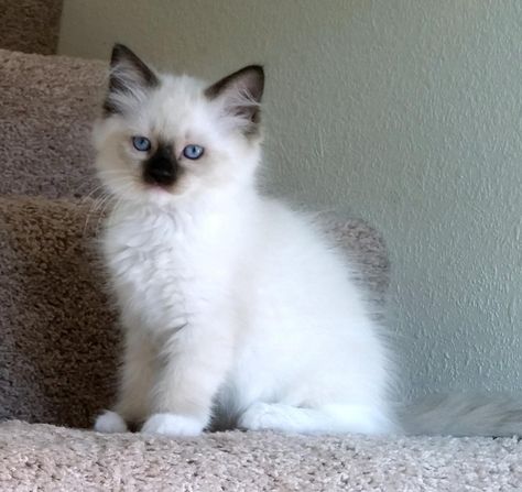 Available Kittens Rag Doll Kittens, Toyger Kitten, Kittens For Sale Near Me, Ragamuffin Kittens, Ragdoll Kittens For Sale, Kitten Breeds, Ragamuffin, White Kitten, Kittens For Sale