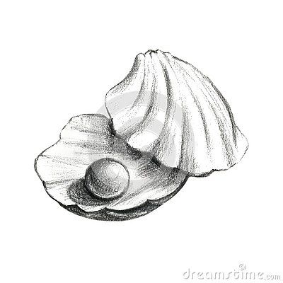 Conch Shell Sketch, Underwater Drawing Pencil, Sea Pencil Drawing, Sea Shell Sketch, Clam Drawing, Pearl Sketch, Sea Shell Drawing, Marine Sketch, Shell Sketch