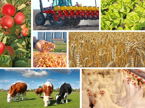 Agriculture Collage, Collage Food, Cow Pasture, Food Production, Hand Images, Chicken Farm, New Growth, Graphic Design Portfolio, Agriculture