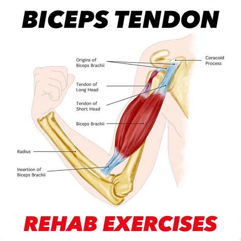 Dr. Tom Walters, DPT, OCS’s Instagram post: “💥𝐁𝐢𝐜𝐞𝐩𝐬 𝐓𝐞𝐧𝐝𝐢𝐧𝐨𝐩𝐚𝐭𝐡𝐲💥 ——— 🧠Tendinopathy of the long head of the biceps brachii (LHB) tendon usually causes pain at the front or anterior…” Biceps Tendinopathy, Biceps Brachii, Biology Lessons, Biology, Atlanta, Yoga, Instagram Post, Instagram Posts, Instagram