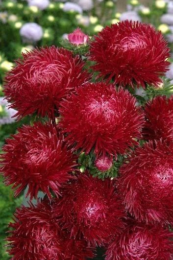 Rare Seeds, Good Morning Beautiful Flowers, Parts Of A Flower, Peonies Garden, Unusual Flowers, Rare Flowers, Exotic Fruit, Beautiful Flowers Pictures, Garden Trees