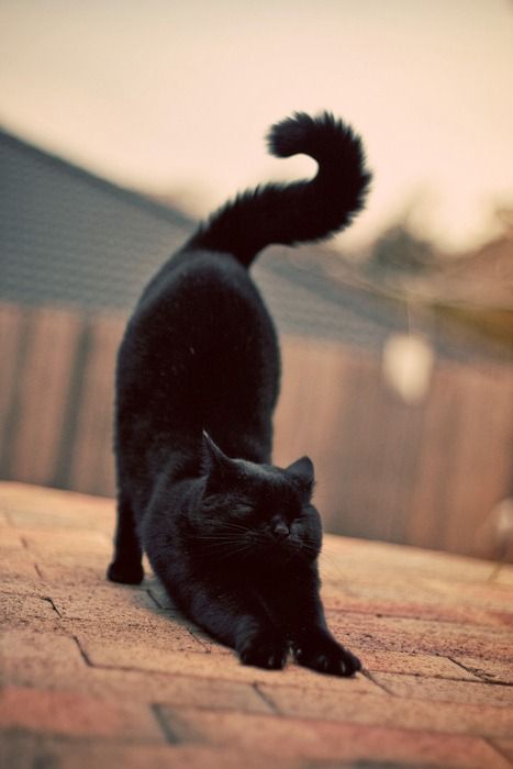 Cat Stretch. Gatos Cool, Cat Stretching, Söt Katt, Image Chat, A Black Cat, Domestic Cat, Zulu, Cats Meow, Crazy Cat Lady