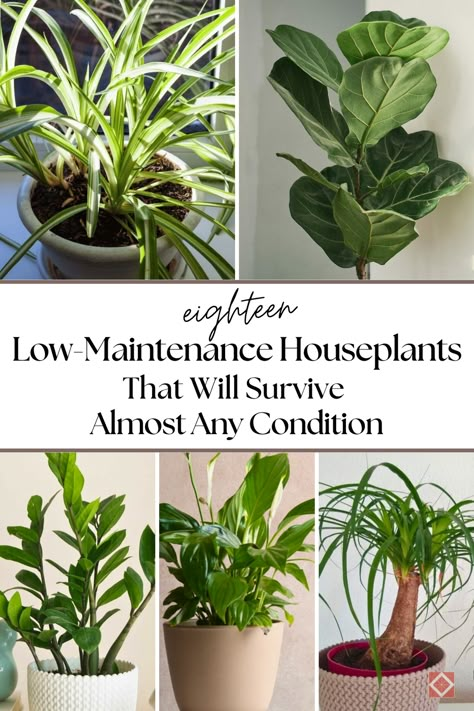 : Discover 18 easy-care houseplants that will thrive in your home, no matter the conditions. These low-maintenance plants are perfect for busy plant lovers and beginners alike. Enjoy the beauty of indoor greenery without the stress of constant care. 🌼 House Plants For Beginners, Low Maintenance House Plants, Water Plants Indoor, Indoor Tropical Plants, Low Maintenance Indoor Plants, Popular House Plants, Low Light House Plants, Small House Plants, Easy Care Houseplants