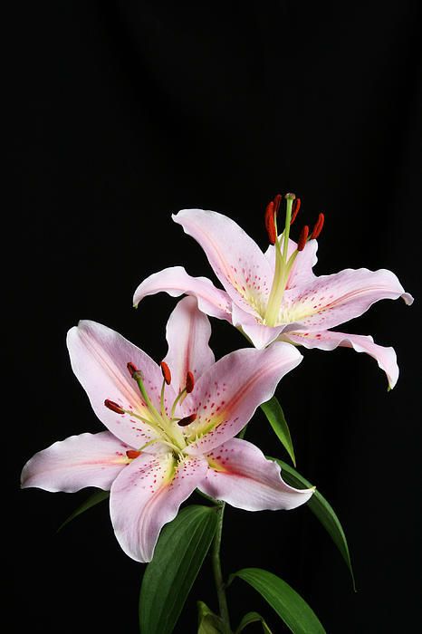 Pink Lily Flower, Pink Lilies, Lilly Flower, Making Plant Pots, Asiatic Lilies, Kraf Diy, Pink Lily, Lily Flower, Exotic Flowers