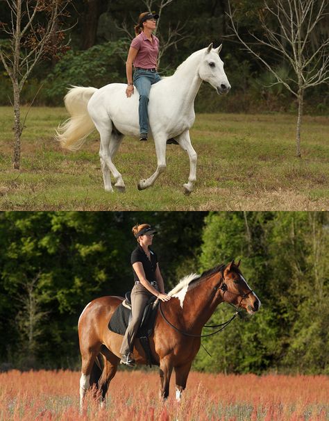 Western Dressage, Horse Behavior, Show Jumping Horses, Riding Tips, Horse And Human, Equestrian Aesthetic, Equestrian Problems, Natural Horsemanship, Horse Training Tips