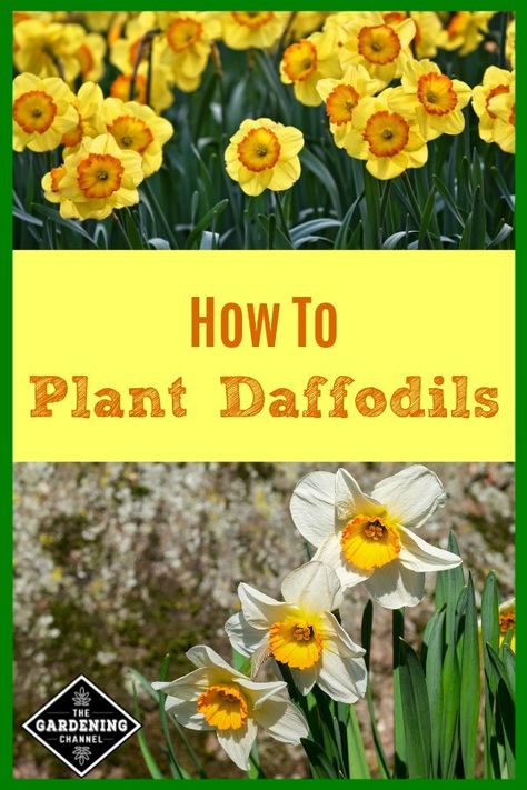 If you are thinking about planting bulbs, consider daffodils. Daffodils are easy to grow and deer and rodent resistant. Daffodils Poem, Planting Daffodil Bulbs, Daffodil Photography, Daffodil Craft, Daffodil Wedding, Daffodils Planting, Urban Gardening Ideas, Bulb Planting, Daffodil Bouquet