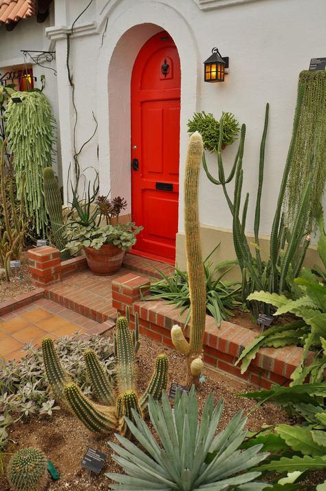 Cactus Patio Ideas, Tall Cactus Outdoor, Cactus Front Porch, Indoor Cactus Garden, Cactus Garden Design, Cactus Ideas, Cactus Garden Landscaping, Cacti Garden, Mexican Cactus