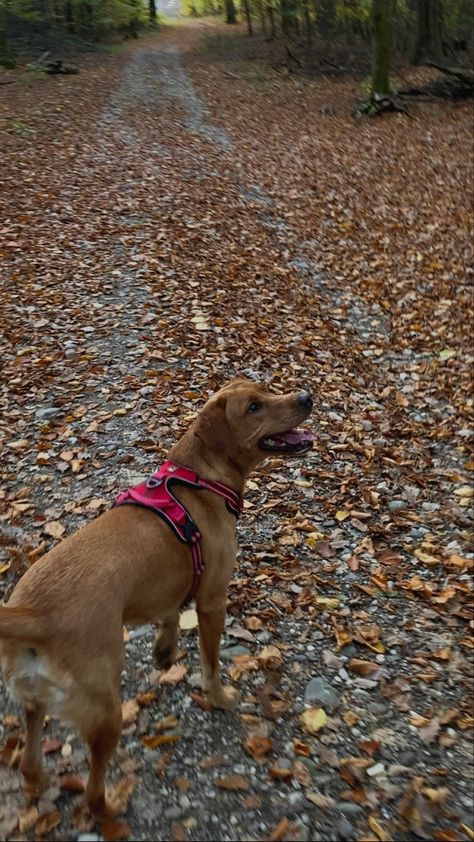 Morning Dog Walk Aesthetic, Dog Walk Aesthetic, Dog Walking Aesthetic, Walk Aesthetic, Fall Walk, Autumn Dog, Dog Aesthetic, Fall Dog, Dog Walk