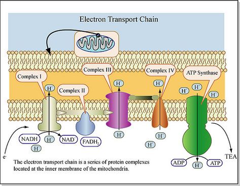 Electron Transport Chain | The electron transport chain is a… | Flickr Biology Activities High School, Photosynthesis Activities, Cell Respiration, Biochemistry Notes, Photosynthesis And Cellular Respiration, Science Cells, Electron Transport Chain, Biology Classroom, Ap Biology