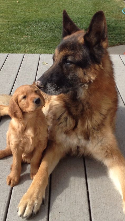 German Shepherd And Golden Retriever Friends, German Shepard And Golden Retriever Puppies, Golden Retriever German Shepherd Cross, Golden German Shepherd, German Shepherd And Golden Retriever, Golden Retriever And German Shepherd, German Shepherd Family, Golden Shepherd, Golden Retriever Puppies