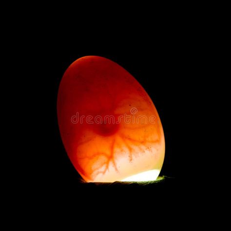 Fertile duck egg. 5 days old egg being candled. The air pocket, veins and the ch , #affiliate, #days, #candled, #egg, #Fertile, #duck #ad Egg Candling, Duck Egg, Fertility, Hand Drawn, Photo Image, Egg, Stock Photos, Candles, Design