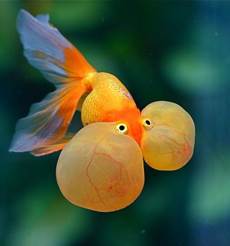 I take it back. I'm pretty sure this is a goldfish,...sorry. blow fish - yellow - sea - ocean. So "Down to the Sea NOT. Bubble Eye Goldfish, Fancy Goldfish, Bubble Fish, Beautiful Sea Creatures, Cute Fish, Underwater Creatures, Underwater Life, Water Life, Exotic Fish