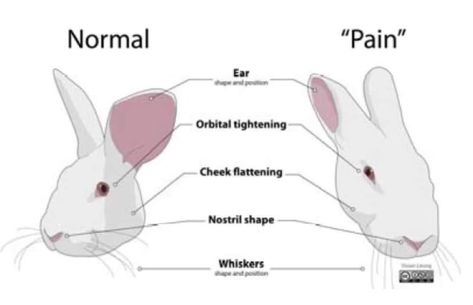 Reasons Why You Should Get A Bunny, Bunny Care Tips, Bunny Ideas, Vet Tech Student, Rabbit Habitat, Pet Rabbit Care, Meat Rabbits, Bunny Room, Pet Bunny Rabbits