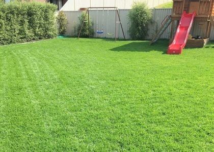 Sapphire® Buffalo Grass | Lawn Guide | myhomeTURF Types Of Grass, Lawn Care Tips, Summer Water, Leaf Texture, New Roots, Root System, Green Lawn, Summer Feeling, Drought Tolerant